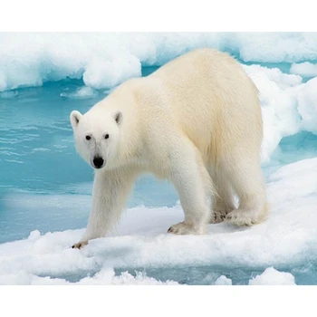 5D Celoten Trg,Poln Diamond Vezenje Doma Dekor Diamanti Mozaik Prilepili Slike Polarni Medved, ki je Novo Leto, Darila YD